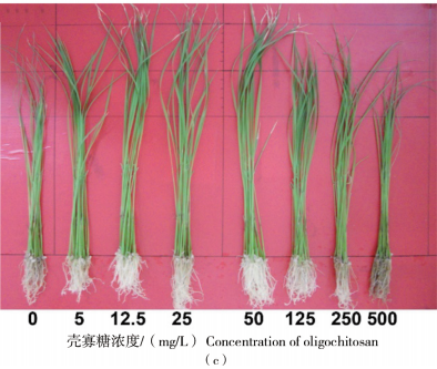 Effects of Chitosan oligosaccharide on the Growth and Stress Resistance of Rice Seedlings