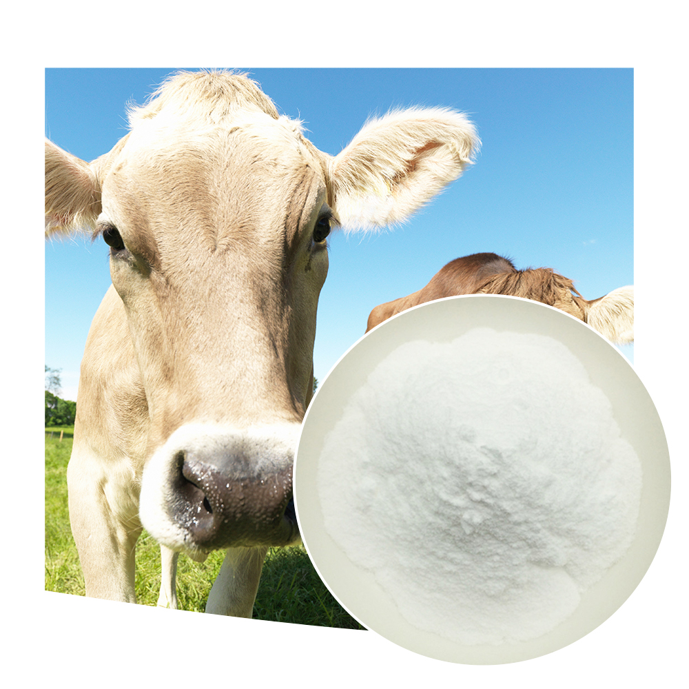 feed grade chitosan on dairy cows