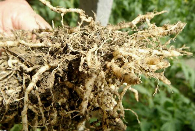 The Control Test of Chitosan on Cucumber Root-knot Nematode Disease