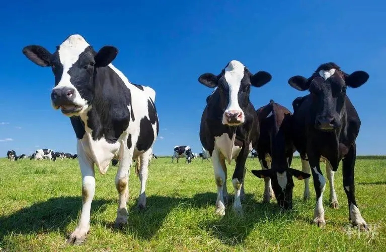 chitosan oligosaccharide effect on dairy cows