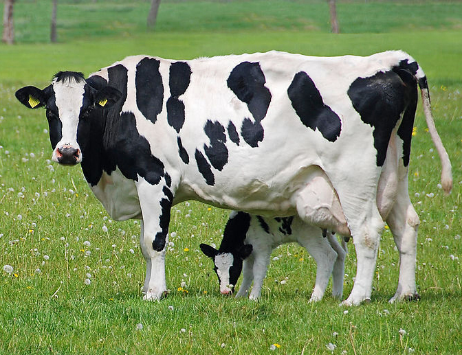 Chitosan Feed Prevents Cow from Invisible Mastitis