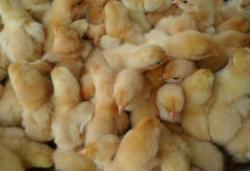 Chitosan Feed on Broilers