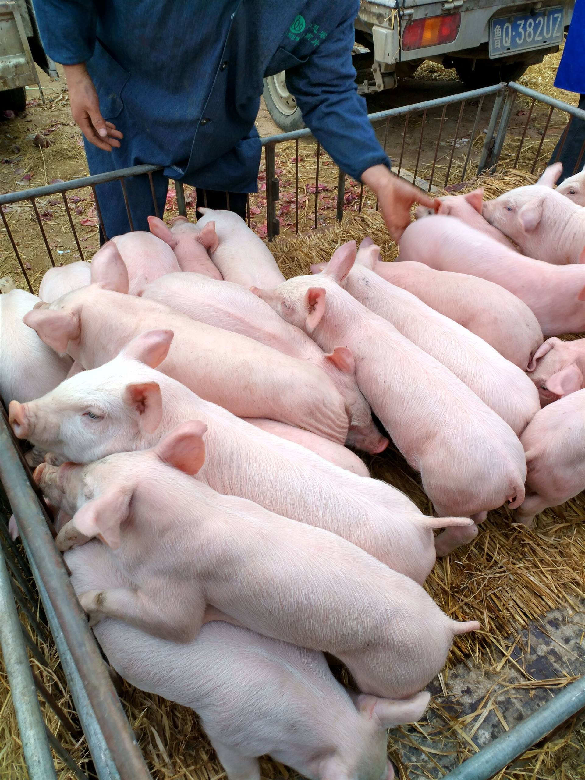 chitosan for piglets feed