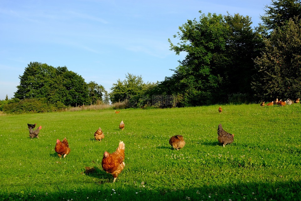 chitosan promoting growth of Broilers