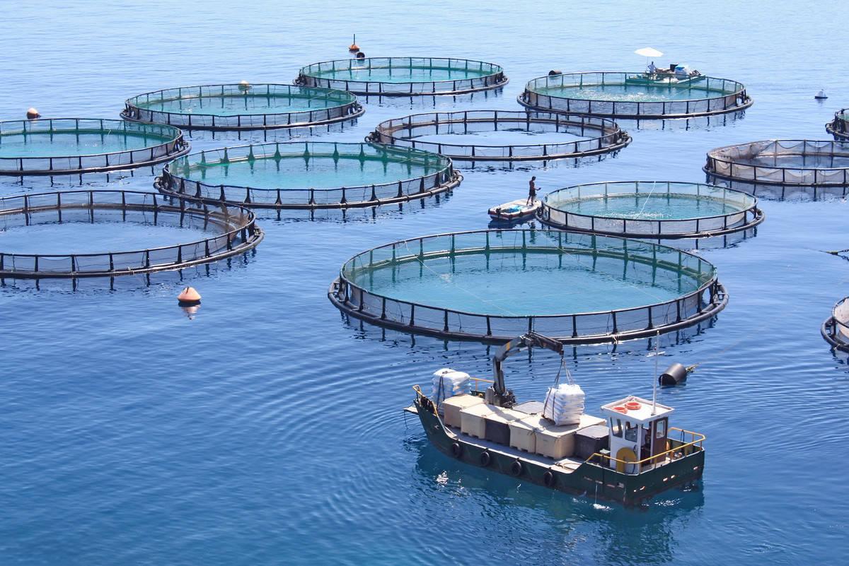 Chitosan polymer removes heavy metals from aquaculture water bodies